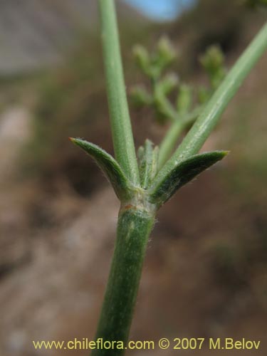 Imágen de Planta no identificada sp. #3016 (). Haga un clic para aumentar parte de imágen.