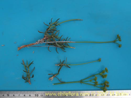 Image of Unidentified Plant sp. #3016 (). Click to enlarge parts of image.