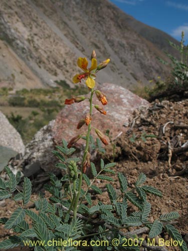 Image of Hoffmanseggia glauca (). Click to enlarge parts of image.