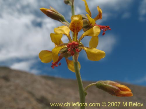 Imágen de Hoffmanseggia glauca (). Haga un clic para aumentar parte de imágen.