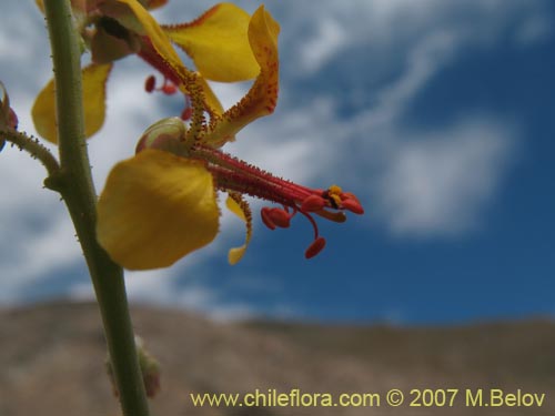 Image of Hoffmanseggia glauca (). Click to enlarge parts of image.