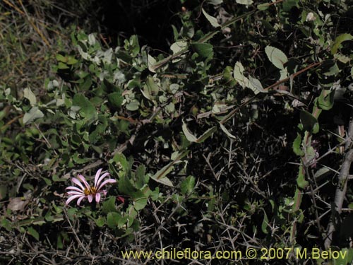 Bild von Mutisia latifolia (). Klicken Sie, um den Ausschnitt zu vergrössern.