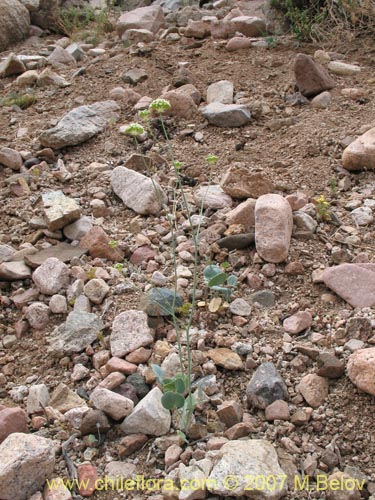 Image of Asteriscium chilense (). Click to enlarge parts of image.