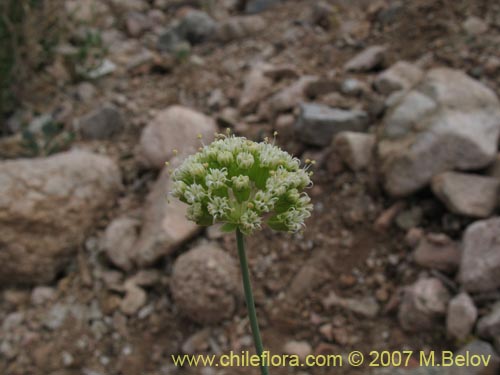 Imágen de Asteriscium chilense (). Haga un clic para aumentar parte de imágen.