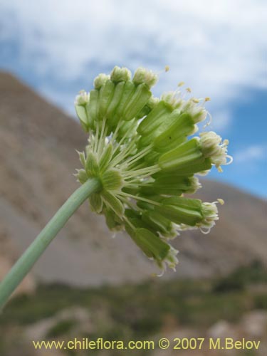 Asteriscium chilense的照片