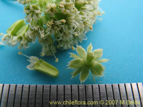 Asteriscium chilenseの写真