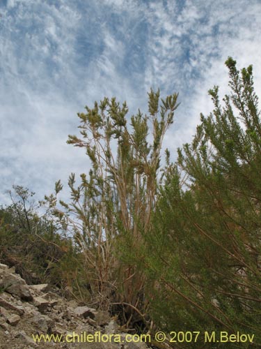 Image of Fabiana imbricata (Pichi / Peta / Romero). Click to enlarge parts of image.