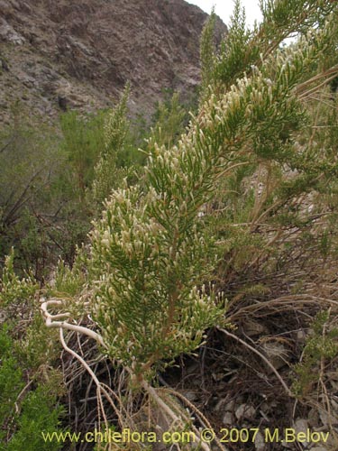 Image of Fabiana imbricata (Pichi / Peta / Romero). Click to enlarge parts of image.