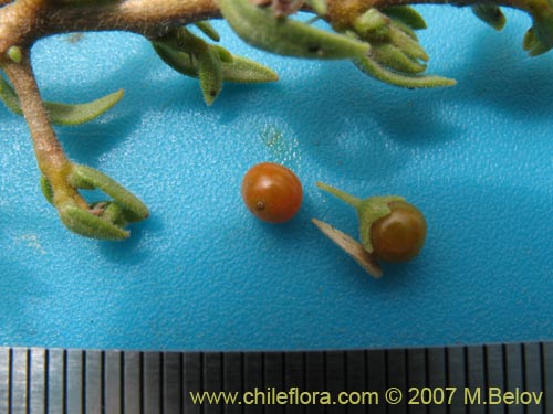 Image of Lycium minutifolium (). Click to enlarge parts of image.