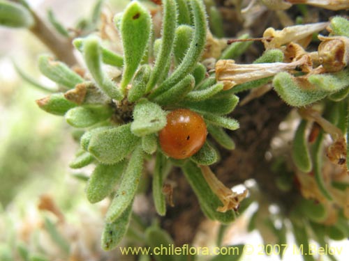 Фотография Lycium minutifolium (). Щелкните, чтобы увеличить вырез.