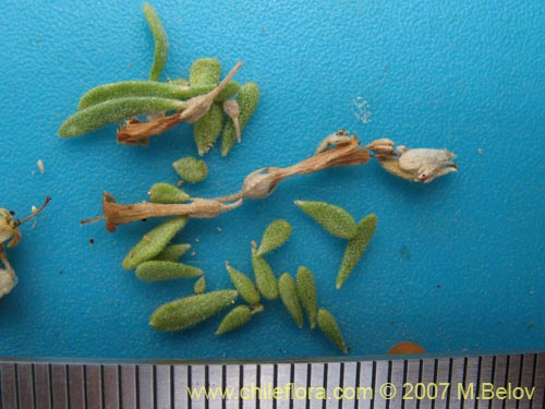 Lycium minutifoliumの写真
