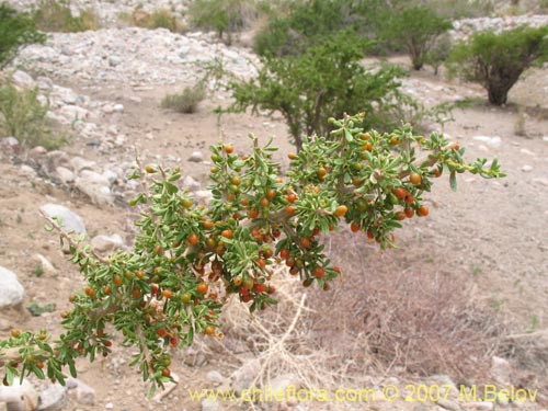 Image of Lycium minutifolium (). Click to enlarge parts of image.