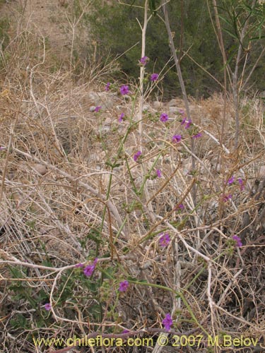 Image of Mirabilis ovatus (Dengue). Click to enlarge parts of image.