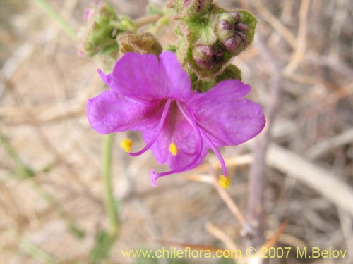 Imágen de Mirabilis ovatus (Dengue). Haga un clic para aumentar parte de imágen.