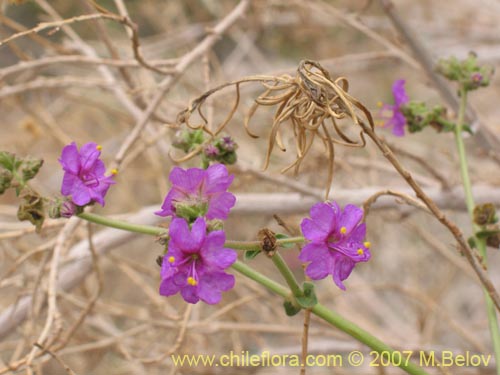 Imágen de Mirabilis ovatus (Dengue). Haga un clic para aumentar parte de imágen.