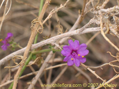 Image of Mirabilis ovatus (Dengue). Click to enlarge parts of image.