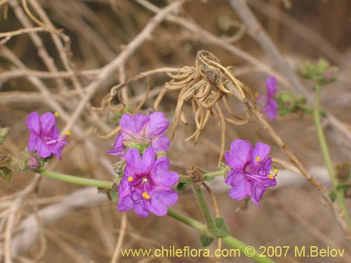 Mirabilis ovatus의 사진