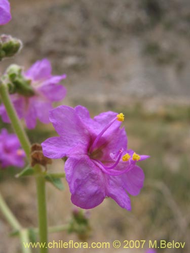 Image of Mirabilis ovatus (Dengue). Click to enlarge parts of image.