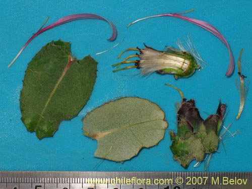 Image of Mutisia latifolia (). Click to enlarge parts of image.