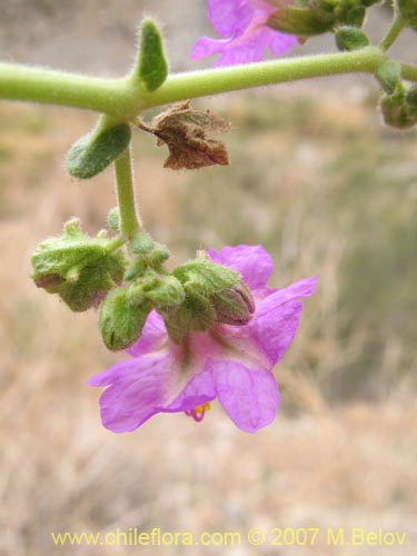 Image of Mirabilis ovatus (Dengue). Click to enlarge parts of image.