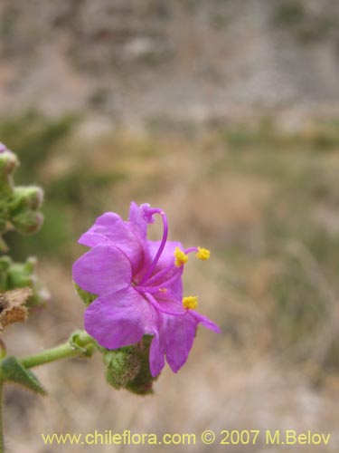 Image of Mirabilis ovatus (Dengue). Click to enlarge parts of image.