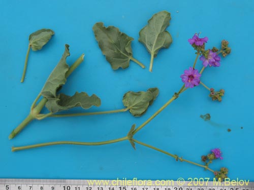 Image of Mirabilis ovatus (Dengue). Click to enlarge parts of image.