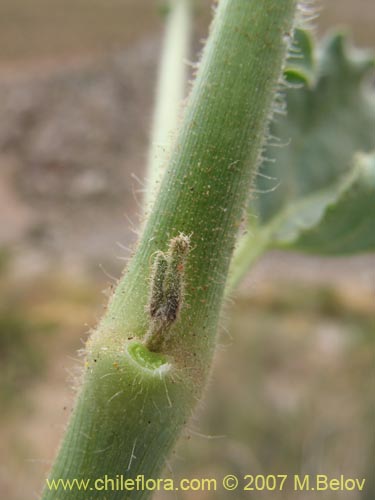 Imágen de Mirabilis ovatus (Dengue). Haga un clic para aumentar parte de imágen.