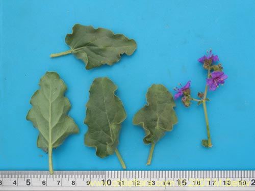 Image of Mirabilis ovatus (Dengue). Click to enlarge parts of image.