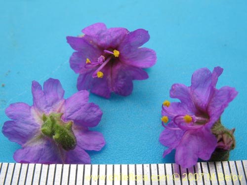 Image of Mirabilis ovatus (Dengue). Click to enlarge parts of image.