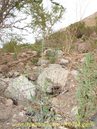 Imágen de Planta no identificada sp. #3014 (). Haga un clic para aumentar parte de imágen.