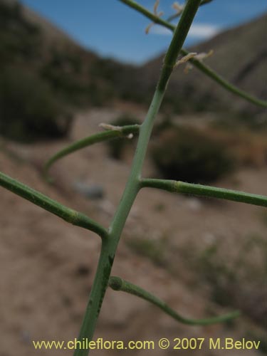 Imágen de Planta no identificada sp. #3014 (). Haga un clic para aumentar parte de imágen.