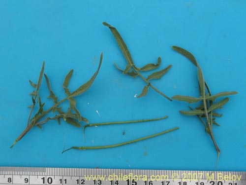 Image of Unidentified Plant sp. #3014 (). Click to enlarge parts of image.