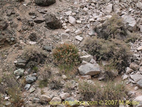 Imágen de Mutisia cana (Clavel del Campo). Haga un clic para aumentar parte de imágen.