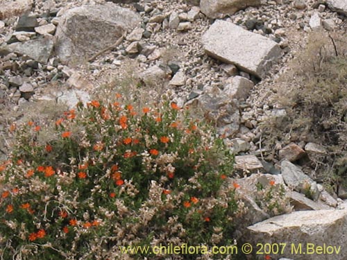 Фотография Mutisia cana (Clavel del Campo). Щелкните, чтобы увеличить вырез.