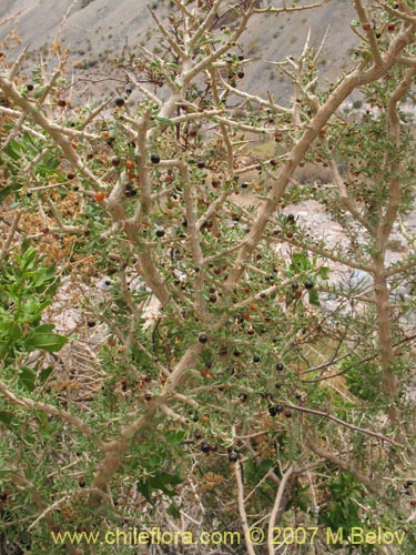 Image of Lycium minutifolium (). Click to enlarge parts of image.