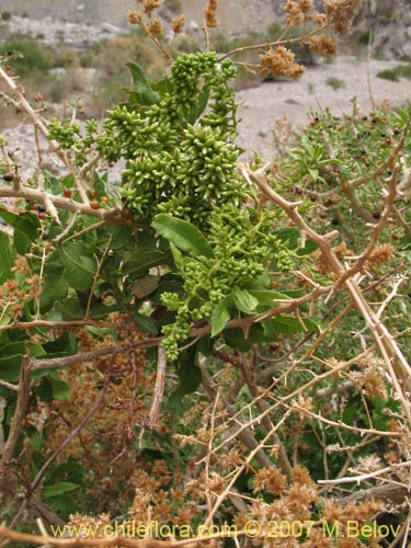 Imágen de Lycium minutifolium (). Haga un clic para aumentar parte de imágen.