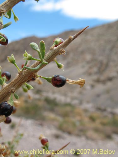 Image of Lycium minutifolium (). Click to enlarge parts of image.