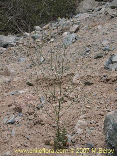 Imágen de Reyesia parviflora (). Haga un clic para aumentar parte de imágen.