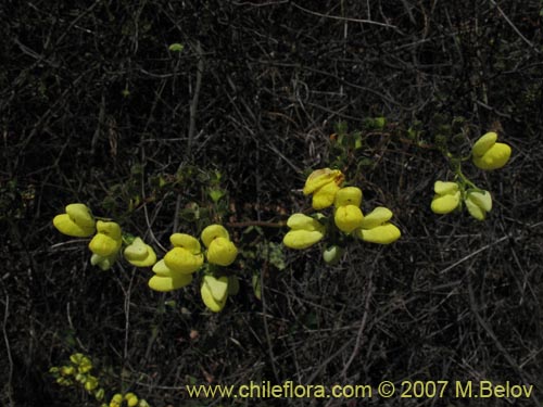 Фотография Calceolaria glandulosa (). Щелкните, чтобы увеличить вырез.