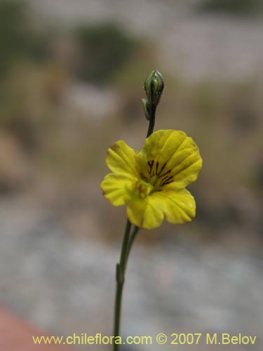 Bild von Reyesia parviflora (). Klicken Sie, um den Ausschnitt zu vergrössern.