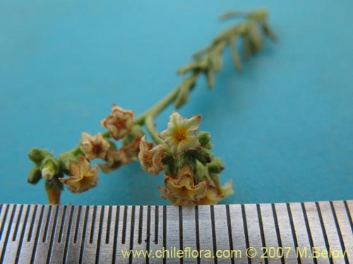 Фотография Heliotropium chenopodiaceum (). Щелкните, чтобы увеличить вырез.