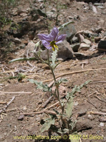 Solanum elaeagnifolium의 사진