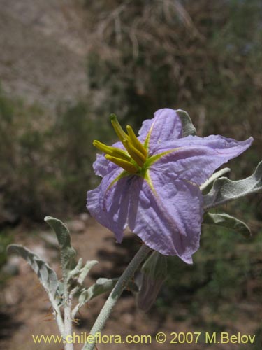 Image of Solanum elaeagnifolium (). Click to enlarge parts of image.