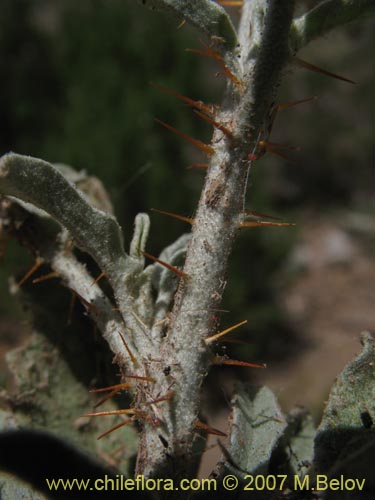 Bild von Solanum elaeagnifolium (). Klicken Sie, um den Ausschnitt zu vergrössern.