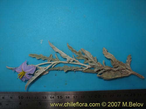 Image of Solanum elaeagnifolium (). Click to enlarge parts of image.