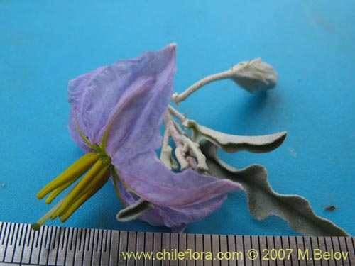 Image of Solanum elaeagnifolium (). Click to enlarge parts of image.