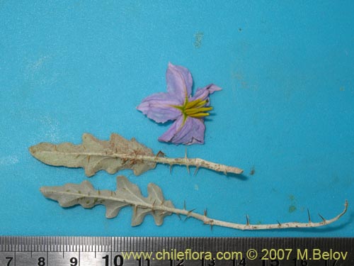 Image of Solanum elaeagnifolium (). Click to enlarge parts of image.
