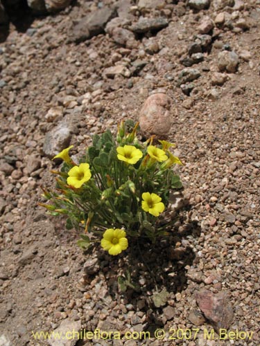 Oxalis puberulaの写真