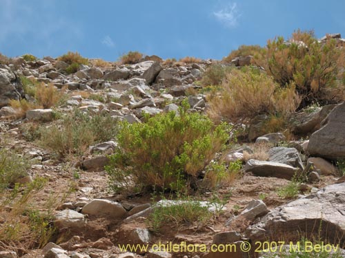 Imágen de Gymnophyton robustum (). Haga un clic para aumentar parte de imágen.