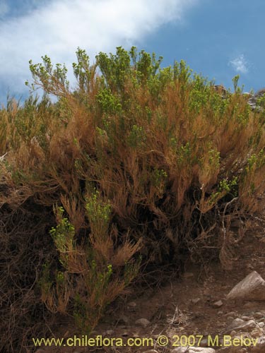 Imágen de Gymnophyton robustum (). Haga un clic para aumentar parte de imágen.